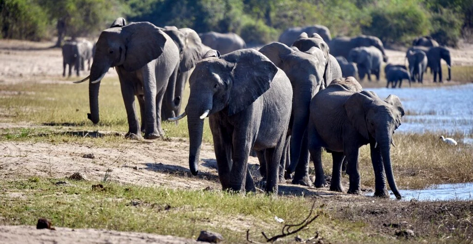Declinul populațiilor de animale sălbatice, aproape de un punct fără întoarcere