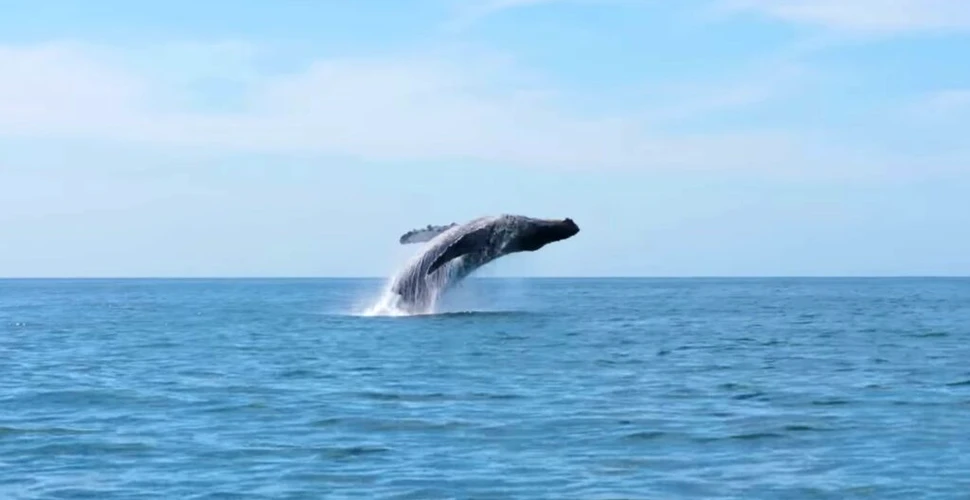 Experiment revoluționar! Cercetătorii au comunicat cu balenele