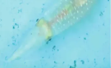 Un calamar a fost filmat, în premieră, în timp ce își schimbă culoarea pentru a se camufla