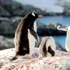 O nouă specie a fost descoperită pe una dintre cele mai izolate insule de pe Pământ