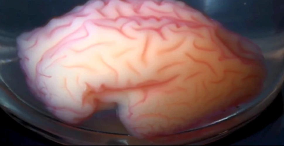 Oamenii de ştiinţă au ”imprimat”  un CREIER 3D care poate rezolva unul dintre marile mistere ale aparatului cerebral. FOTO+VIDEO
