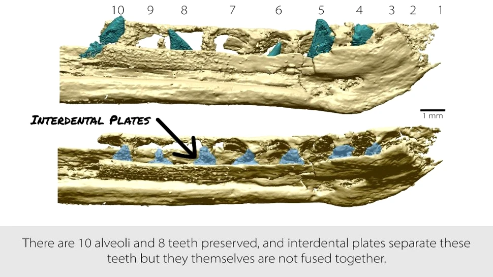 Fosile de pui de tiranozaur, primele de acest fel descoperite până acum