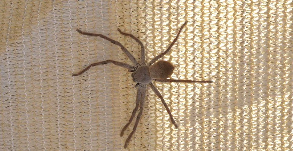 Hermie, păianjenul vânător care poate să care un şoarece cu cleştii săi – VIDEO