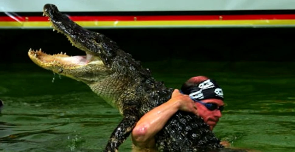 Tribul Seminole doreste resuscitarea trantelor cu aligatori (FOTO)