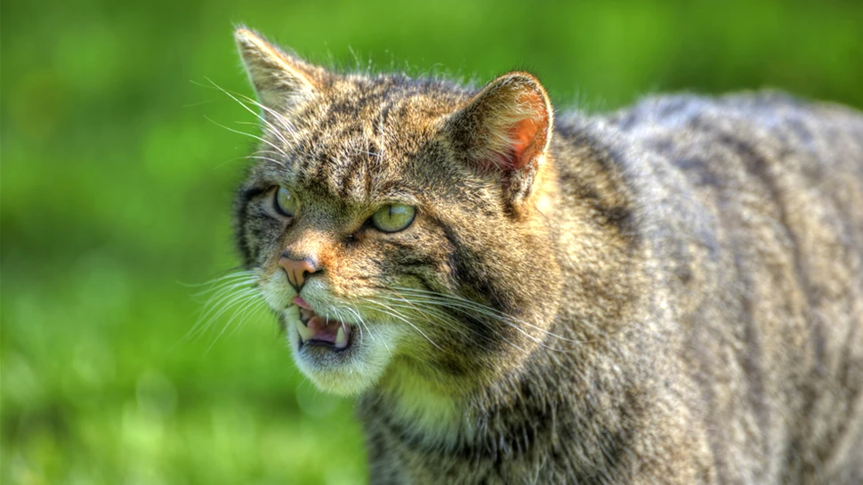 Pisica sălbatică: o umbră prin pădurile României