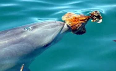 Delfinii vaneaza cu “arme”