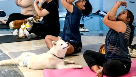 Yoga pentru căței, numită și „doga”, interzisă în Italia