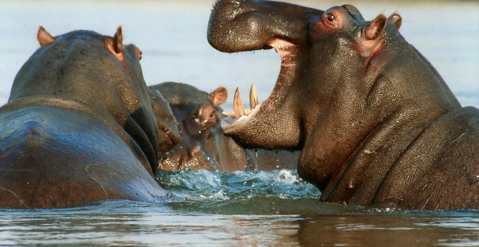 Modul ciudat și deloc plăcut prin care hipopotamii își marchează teritoriul