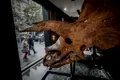 Se vinde Big John, cel mai mare schelet cunoscut de Triceratops