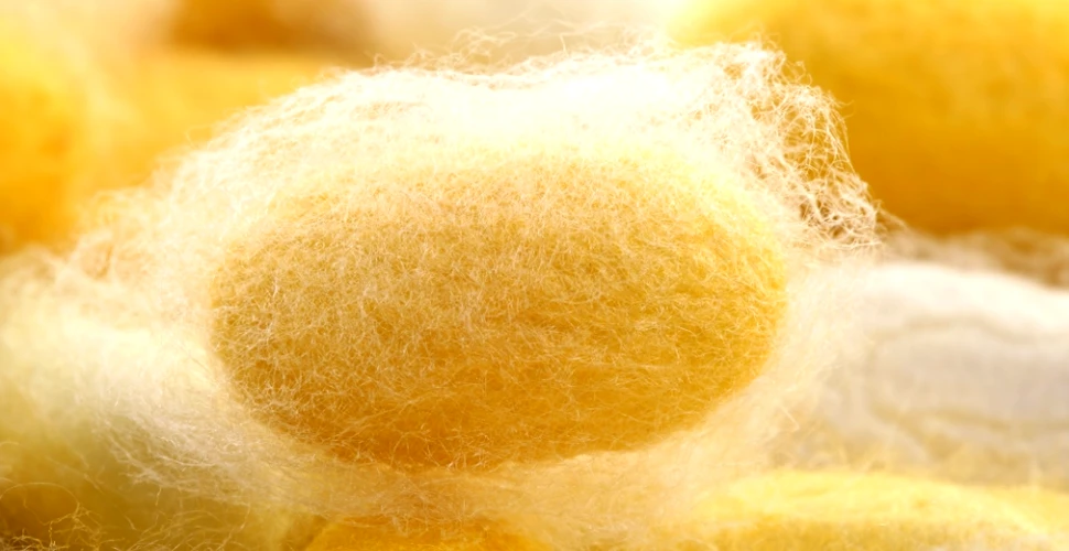 Un material hi-tech care ar putea salva milioane de vieţi: mătasea naturală
