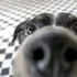 Câinii pot mirosi stresul din transpirația și respirația oamenilor, arată un studiu