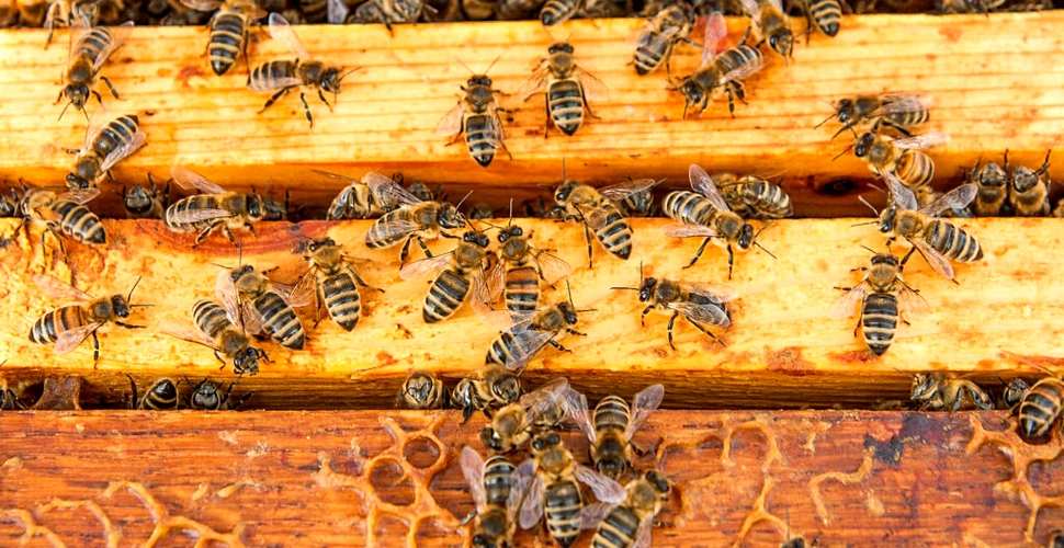 Un nou dispozitiv combate cu eficiență „masacrele” în rândul albinelor