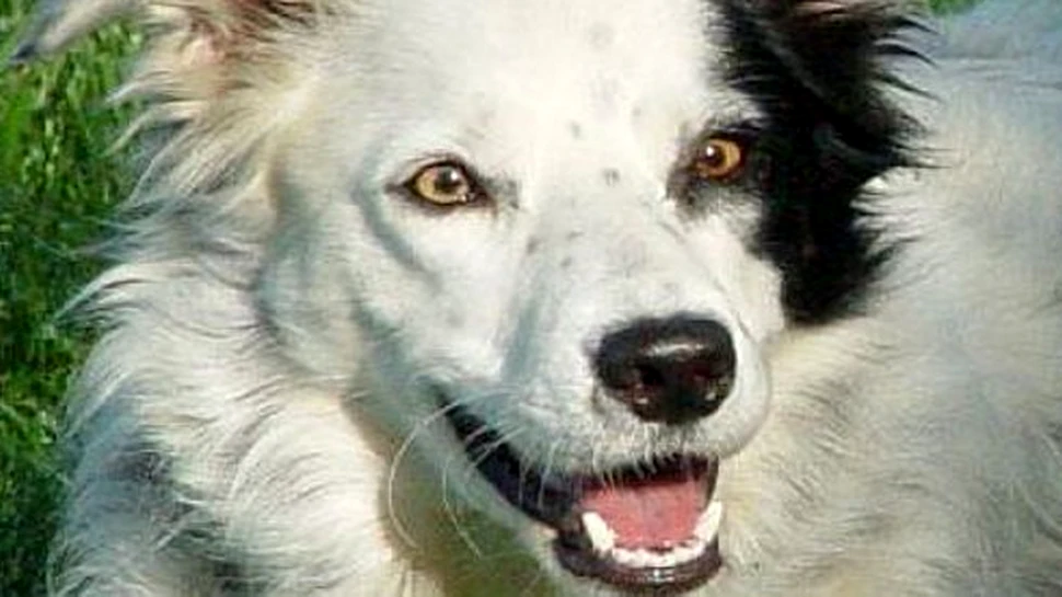 Este acesta cel mai destept caine din lume?