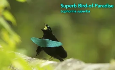 Toate cele 39 de specii de păsări ale paradisului surprinse pentru prima dată într-o singură filmare (VIDEO)
