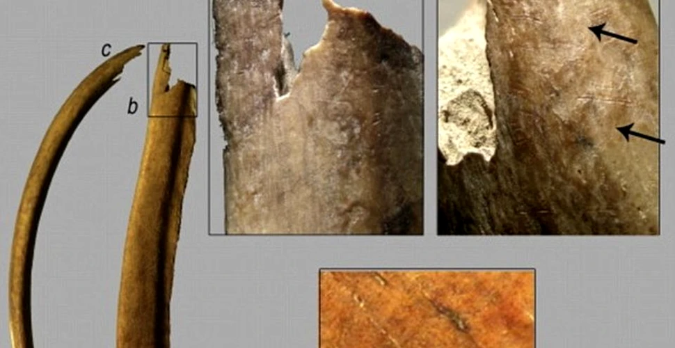 Descoperire MACABRĂ într-o peşteră din Spania. Oamenii din perioada mezolitică găteau şi consumau carne umană