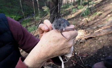 O specie considerată pierdută pentru totdeauna în incendiile devastatoare din Australia a fost descoperită