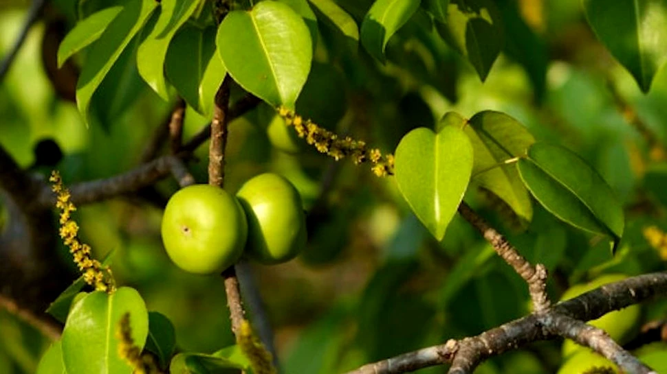 ”Copacul morţii”, una dintre cele mai toxice plante din lume. Se spune că a fost folosit ca instrument de tortură