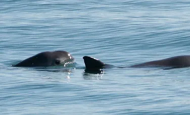 Test de cultură generală. Care este cel mai rar animal din lume?
