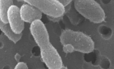Bacteriile sunt probabil prima forma de viata martiana