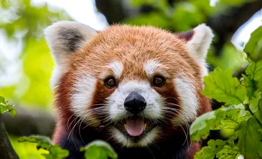 Studiile genetice arată că există două specii de panda roşu