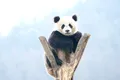 Test de cultură generală. De ce urșii panda stau uneori în mâini?
