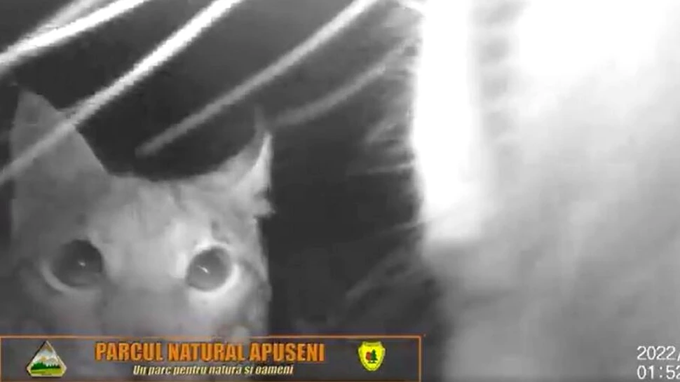 Doi râși puși pe șotii și cu mult chef de joacă, într-o pădure din Apuseni. Imaginile publicate de Romsilva