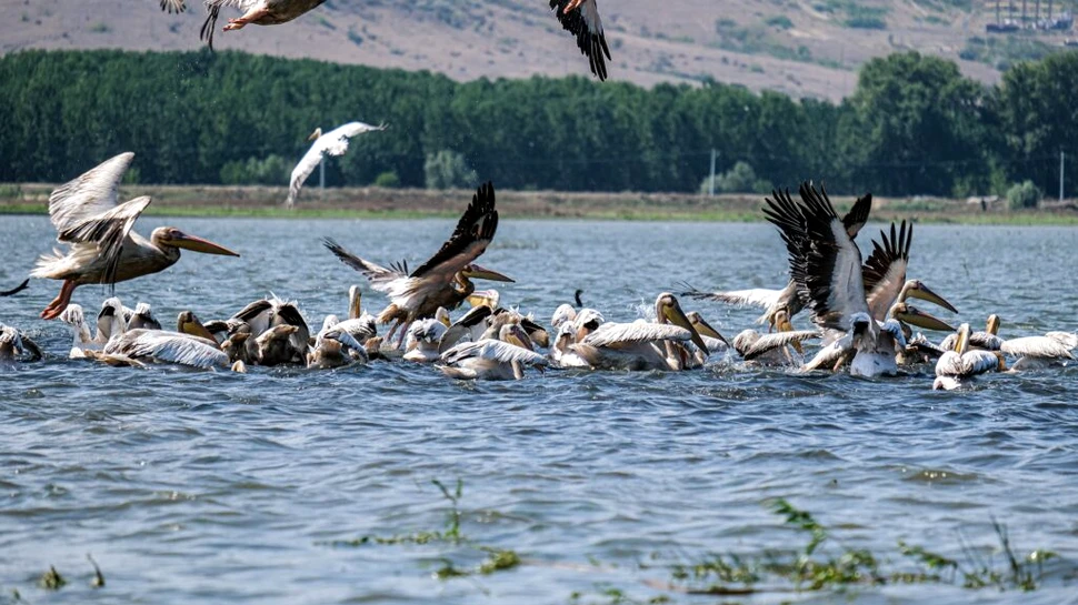 Prohibiție generală în Delta Dunării. Care sunt speciile vizate de măsuri?