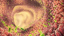 Microbii intestinali ne-ar putea proteja de „chimicalele veșnice”