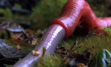 Momentul în care un vierme gigant este înghiţit de viu de o lipitoare uriaşă (VIDEO)