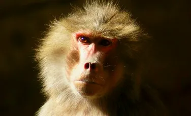EXPERIMENT cu urmări uriaşe. Un babuin a supravieţuit aproape 3 ani cu o inimă de porc. Cercetători: Şi omul ar putea la fel – FOTO+VIDEO