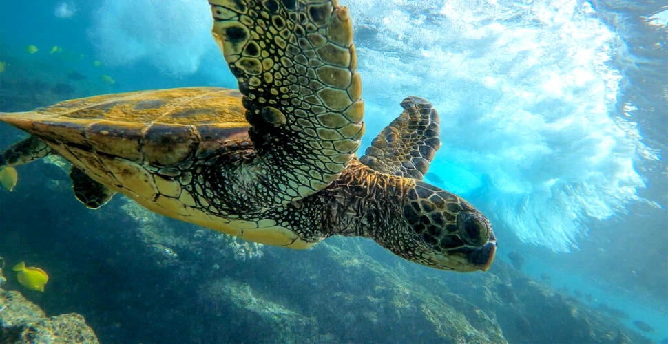 Zeci de broaște țestoase, găsite înjunghiate în gât pe o plajă din Japonia
