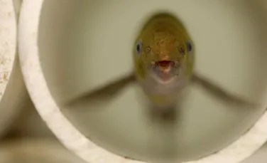 Peștii care comunică prin semnale electrice și își planifică pauzele într-un mod similar oamenilor
