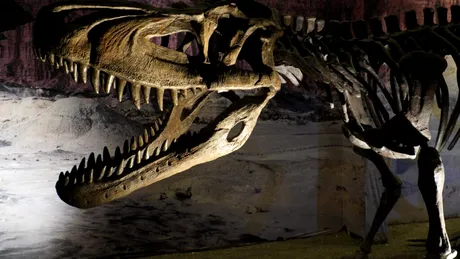 Un schelet de Tyrannosaurus rex vechi de 67 de milioane de ani, scos la licitație