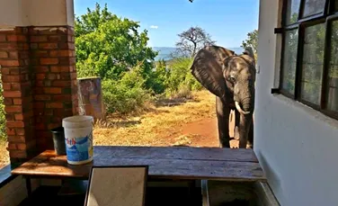 Acest elefant a cerut ajutorul oamenilor după ce a fost împuşcat de braconieri. ”Sunt mult mai deştepţi decât suntem obişnuiţi să credem” – FOTO