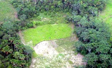În următorii 35 de ani se va tăia o arie din pădurea tropicală de mărimea Indiei