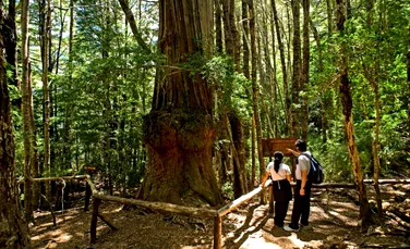 Cercetătorii ar fi găsit cel mai bătrân copac din lume
