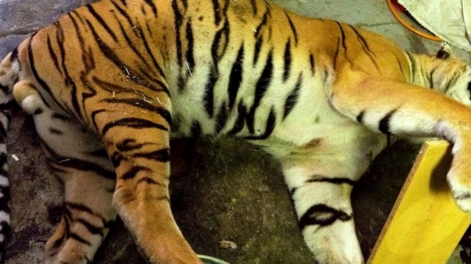 O descoperire macabră în Cehia dovedeşte că traficul cu animale sălbatice are loc şi în Europa