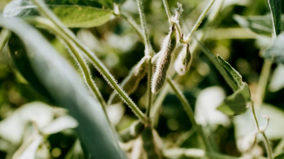Plantele de soia sunt acoperite cu mii de ciuperci. De ce este important acest lucru?