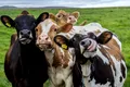 Vaci „învățate să meargă la toaletă”, într-un experiment pentru reducerea emisiilor de gaze cu efect de seră