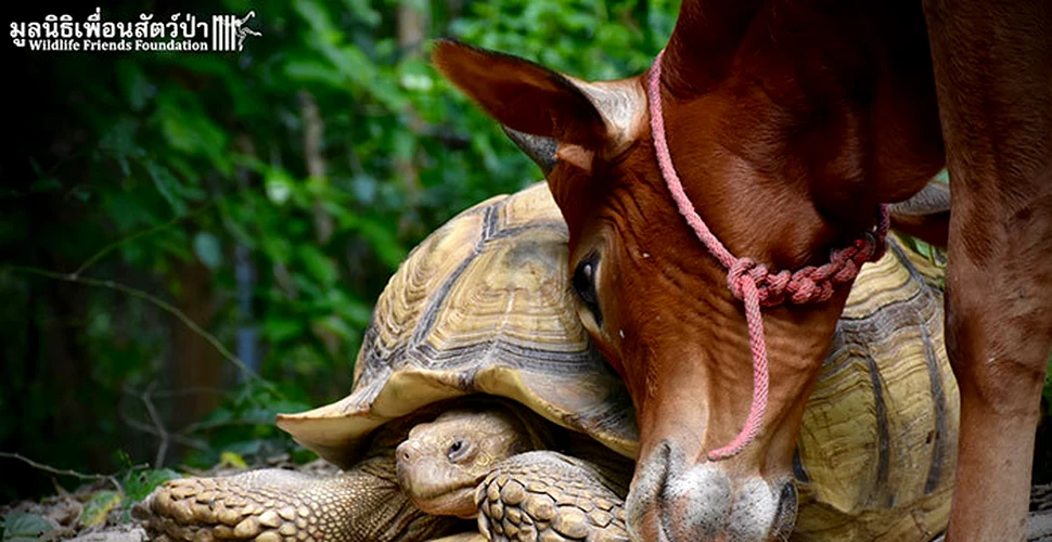 Cea mai improbabilă prietenie: între o vacuţă fără un picior şi o broască ţestoasă