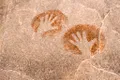 Amprentele antice ale unor mâini de copii, descoperite pe pereții unei peșteri din Spania 