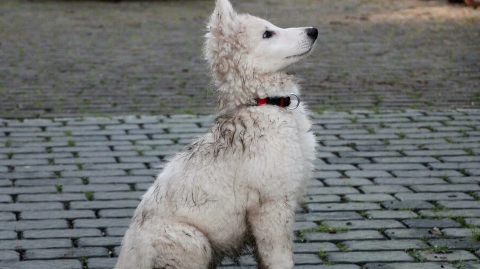 Câinii cu stăpâni activi au parte de mai multe exerciții fizice