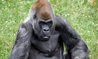 Ozzie, cea mai bătrână gorilă din lume, a murit. Cât trăiește de obicei această specie