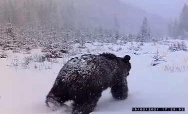 Doi urși simpatici surprinși în timp ce inspectează o cameră de monitorizare a faunei