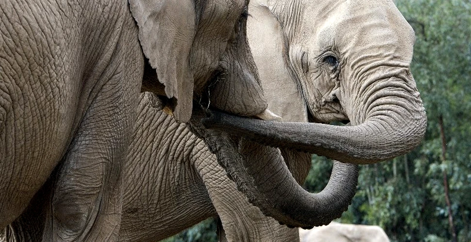 Detectiv cu trompă: Elefanţii din Africa de Sud sunt antrenaţi de Armata americană să găsească explozibili