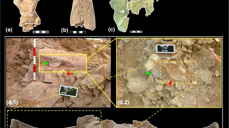 De ce neanderthalienii colecționau cranii cu coarne?