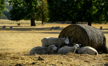 Animalele sălbatice, victime tăcute ale valurilor de căldură