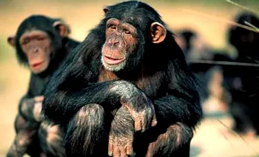 De ce traiesc oamenii mai mult decat celelalte primate?
