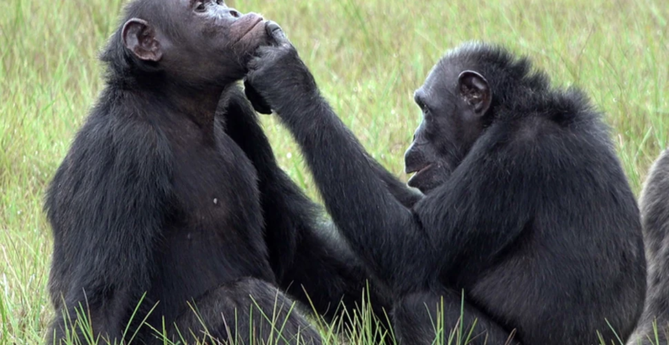 Un comportament nemaivăzut până acum. Cimpanzeii folosesc insecte pentru a-și alina reciproc rănile