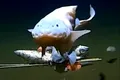 Un pește a fost filmat la o adâncime record în largul coastelor Japoniei